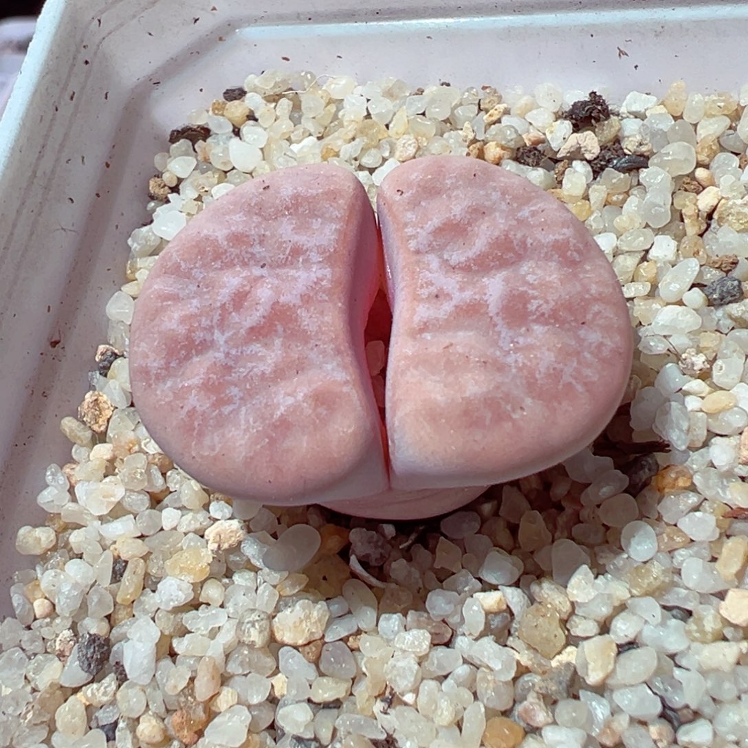 1209-280多肉多日