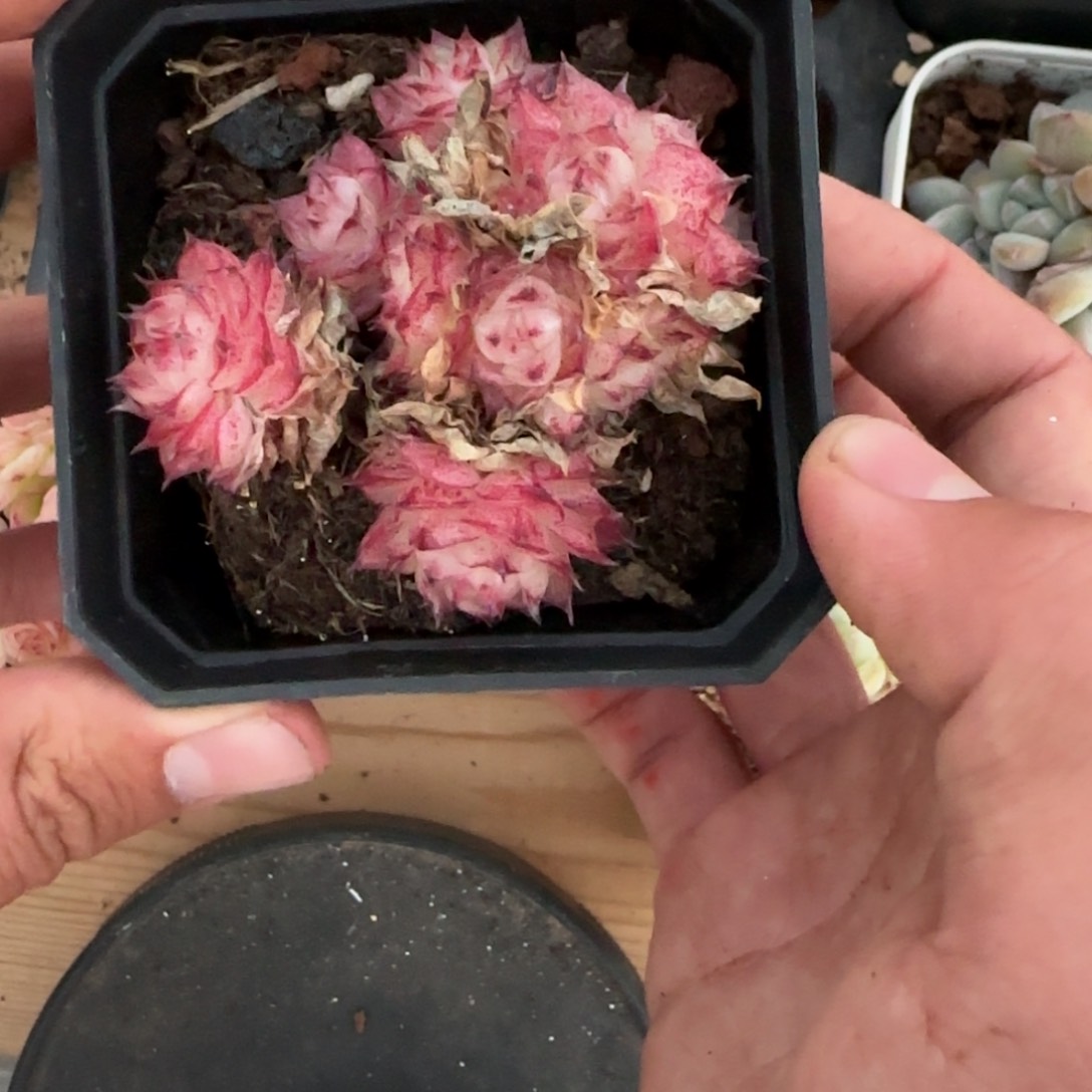 一物一拍麦秆珍妮04231