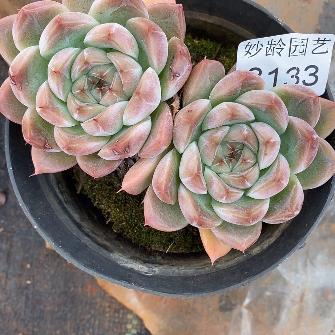 A***光3133散群掉头叶伤不售后～11厘米