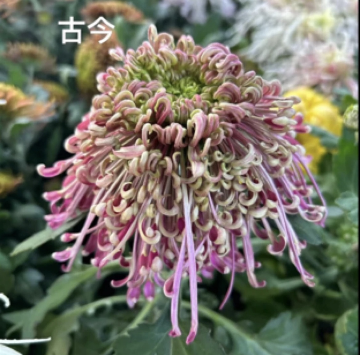【山海古今】丝菊大花菊花盆栽大花多年生耐寒好养花卉带花苞发货