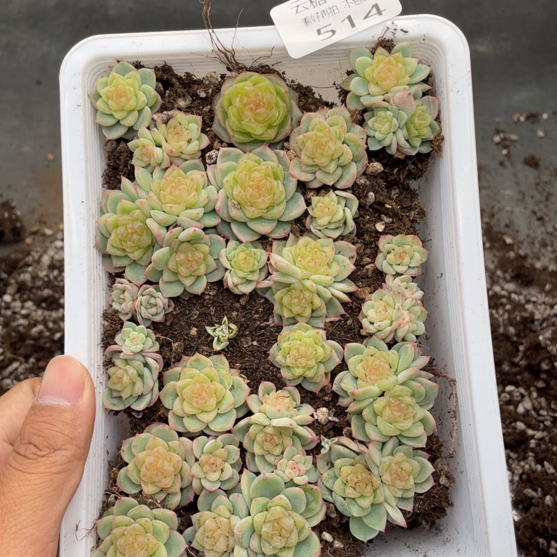 霂***4云糖心多肉植物514