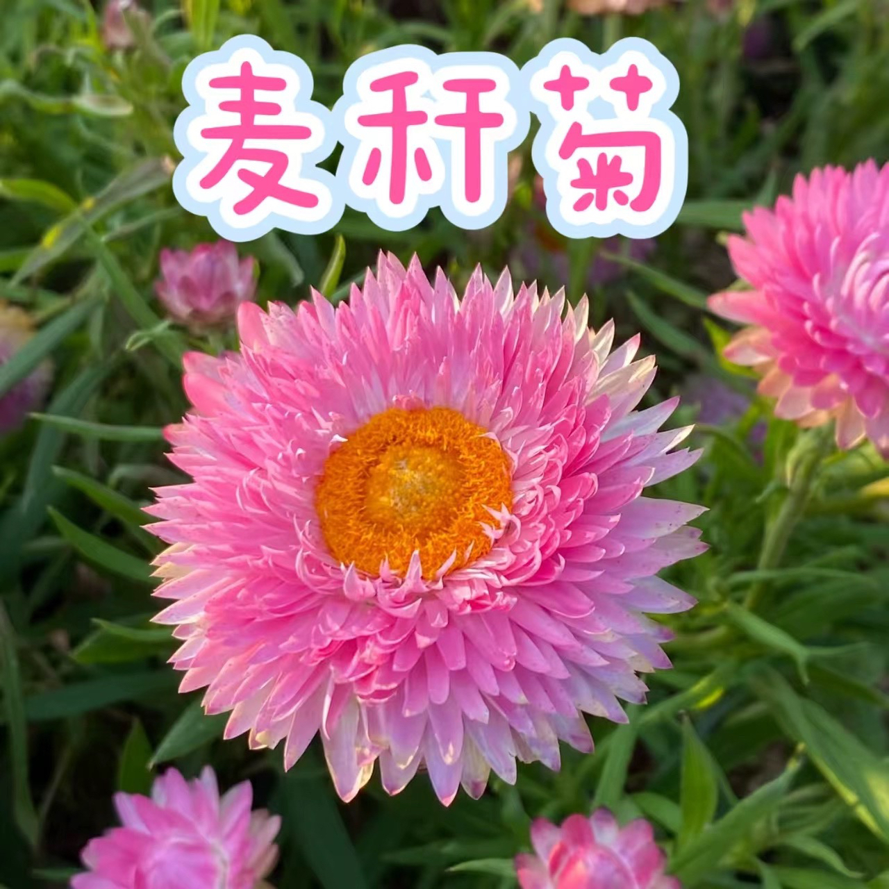 【麦秆菊】带花景观花卉蜡菊好养易活室内阳台庭院盆栽植物