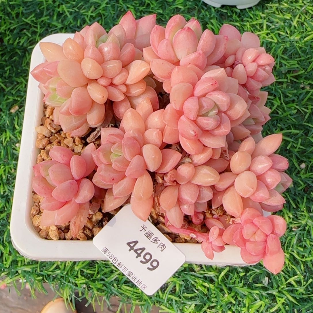 贵妃群，4499多肉植物