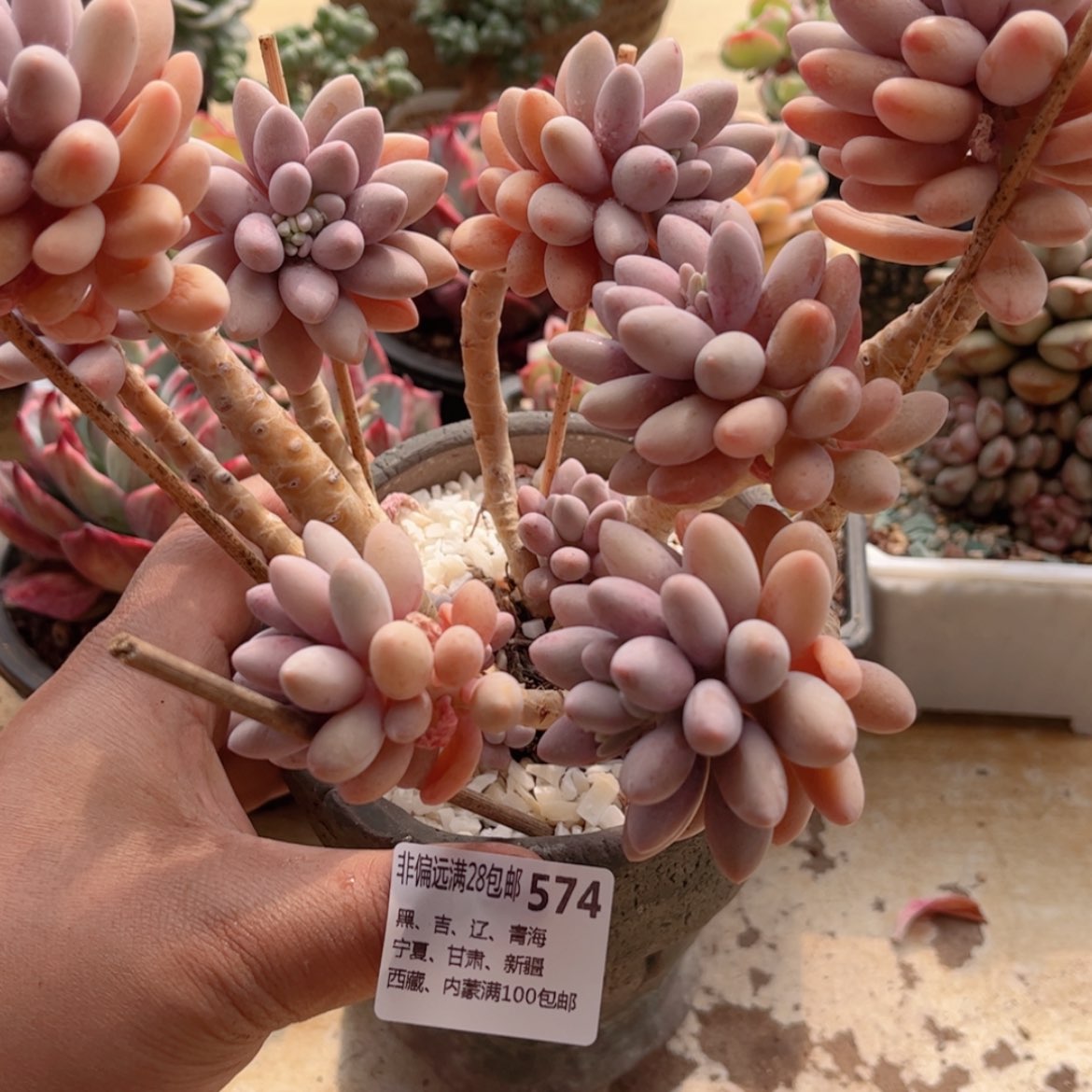 【闪购商品】574粉色恋人