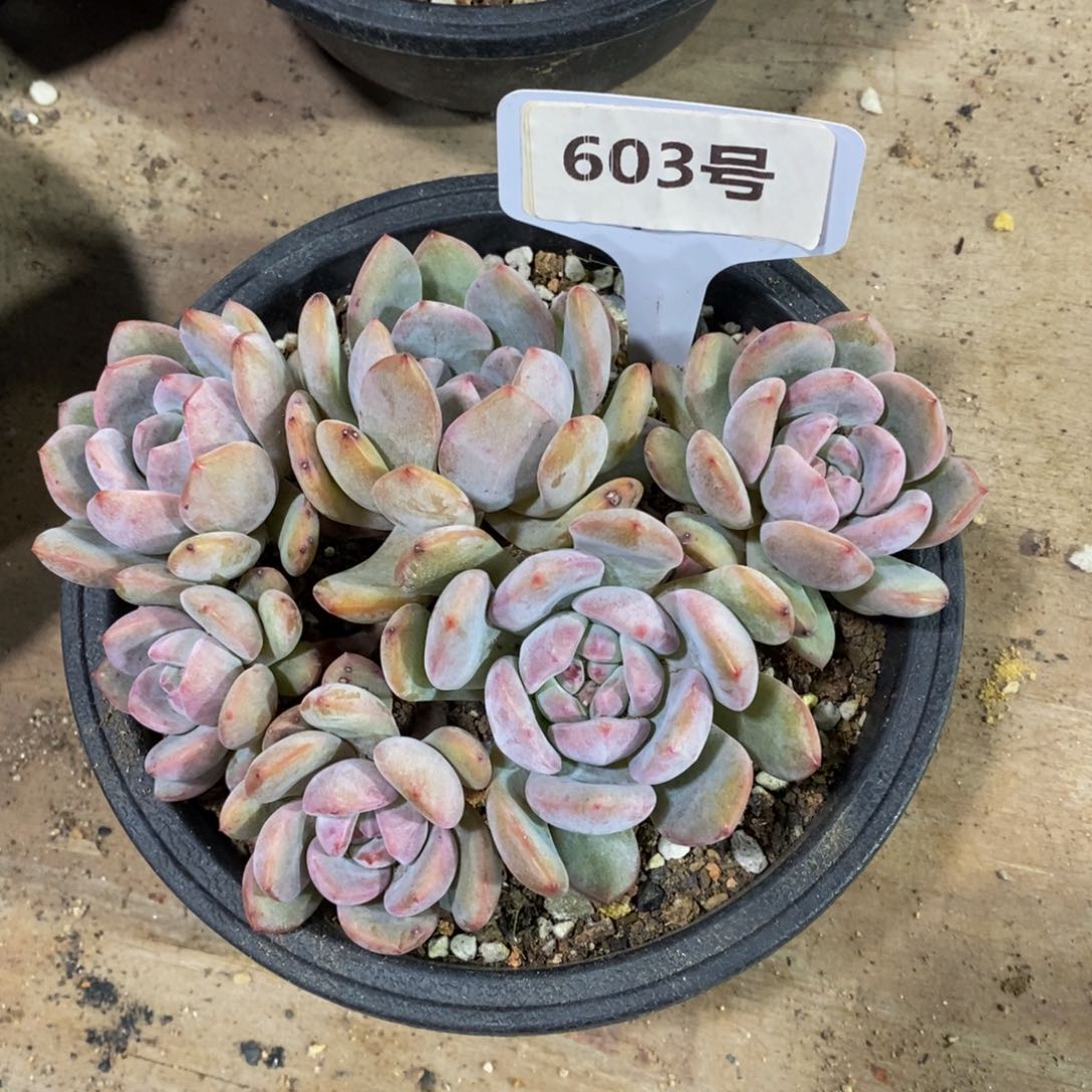 603号有砍 6个头