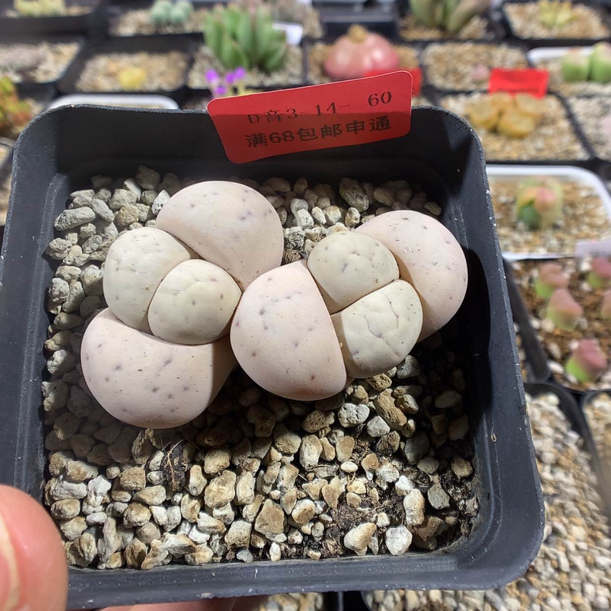 【闪购商品】3-14-60 母本留蝶 20