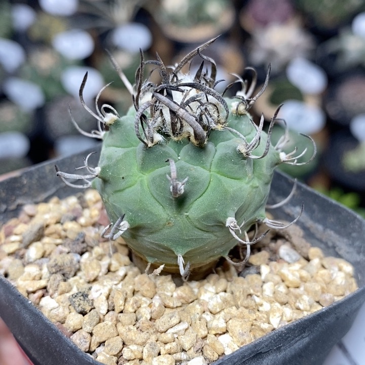 195号实生升云龙仙人球3.2cm