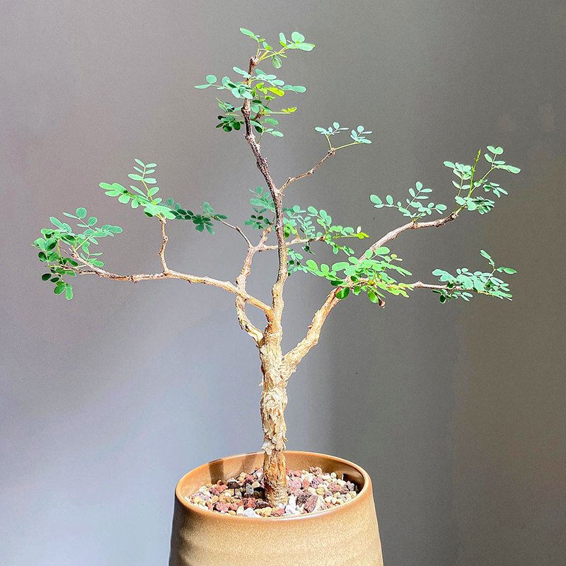 黑猴刺树 Acacia burkei 多肉籽播实生一物一拍叶子好看
