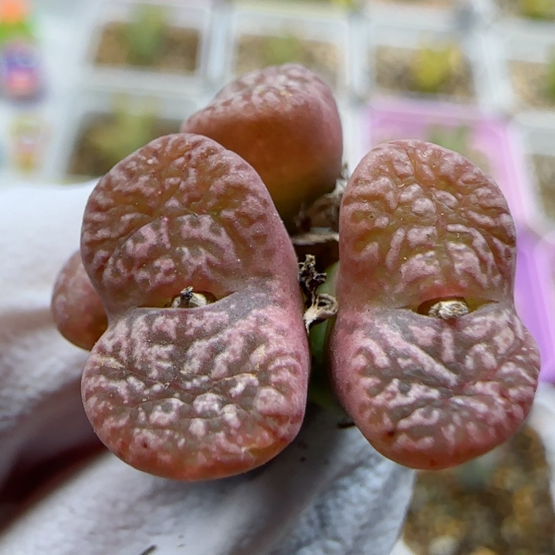 2-4-101全场8.8折满58包邮马克杂脱土