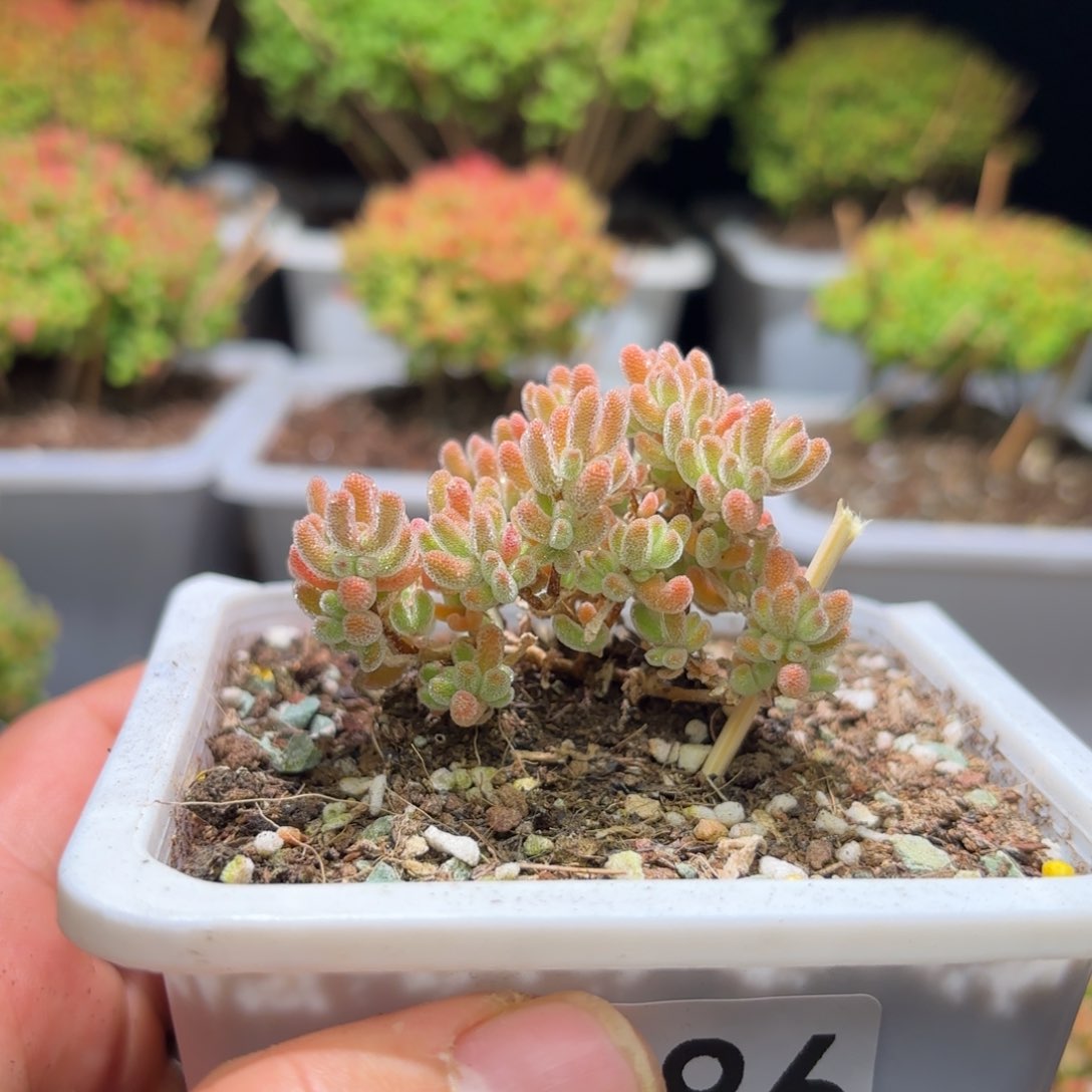 枝干番杏冰橙D286