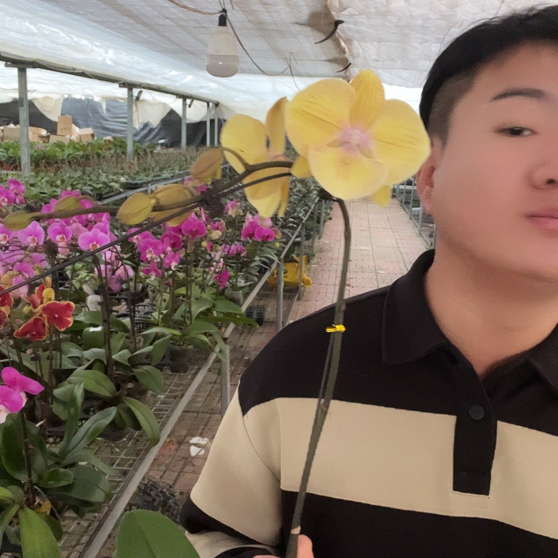 大部分花苞少量开放黄金满堂