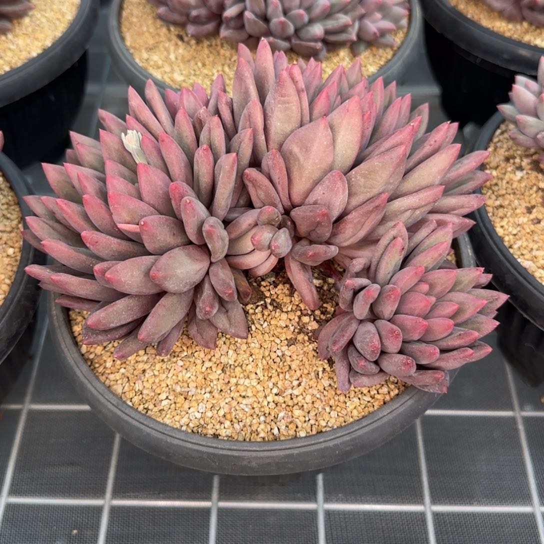 从前慢花园精选多肉红蜻蜓