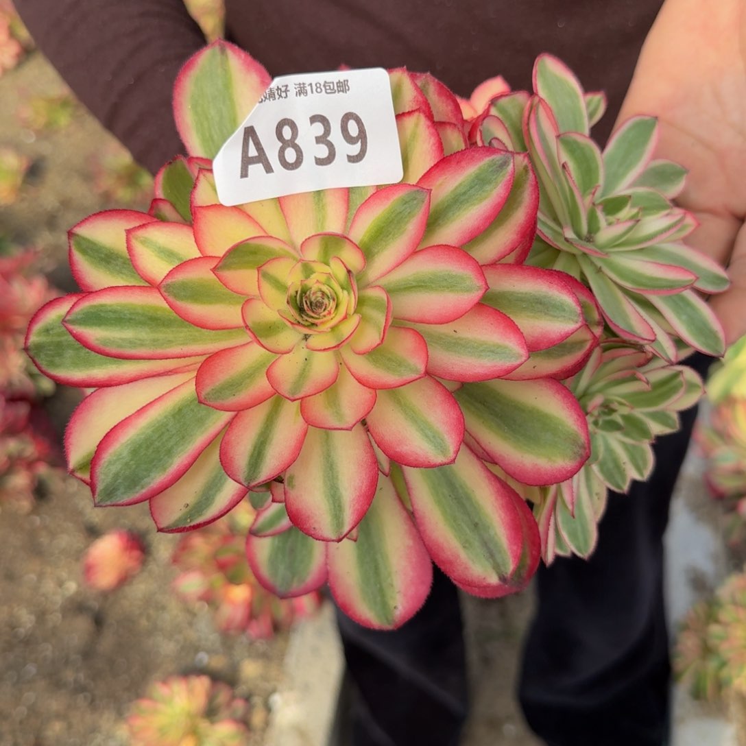 839荔枝。多肉植物