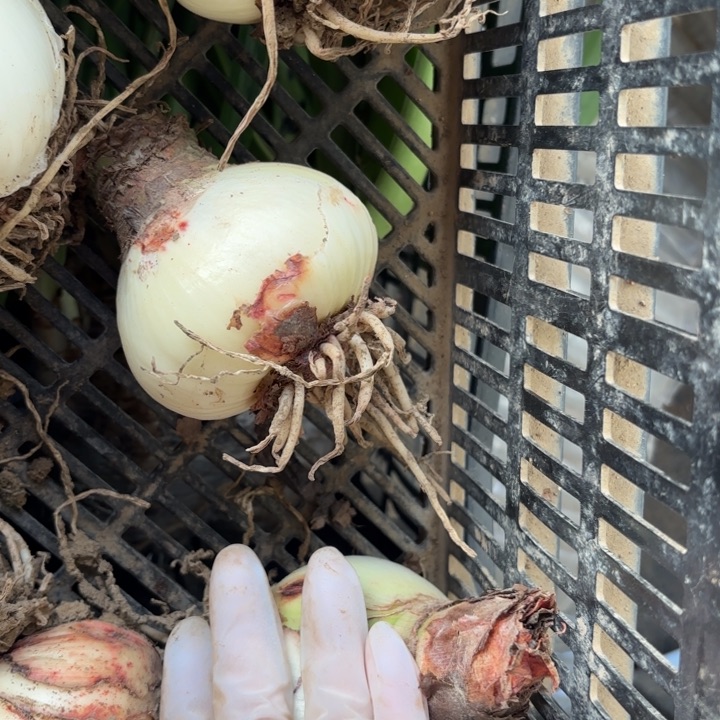 无花朵绿色山谷根系干福利