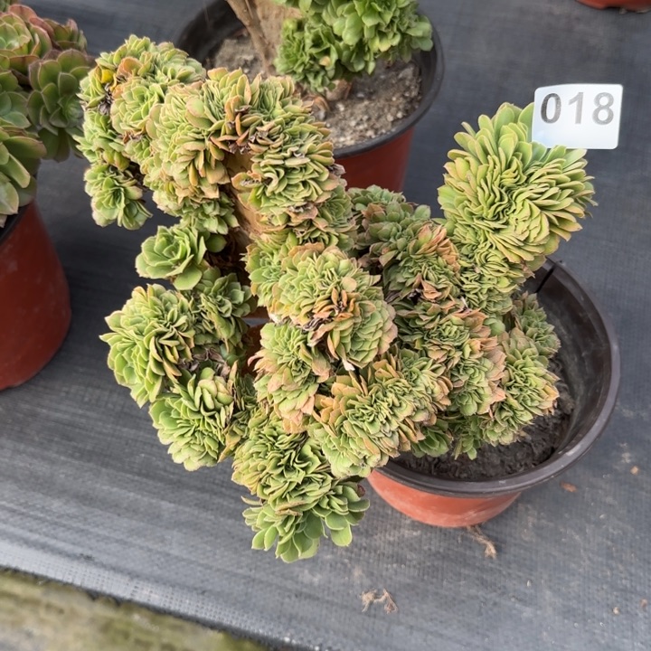 幕***歌多肉植物绿羊绒缀018