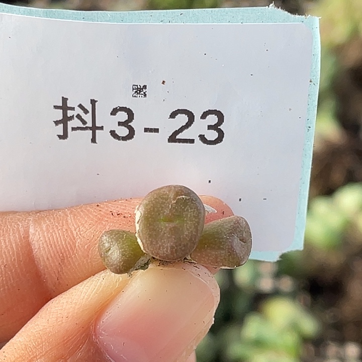 3-23猪鼻子多肉植物