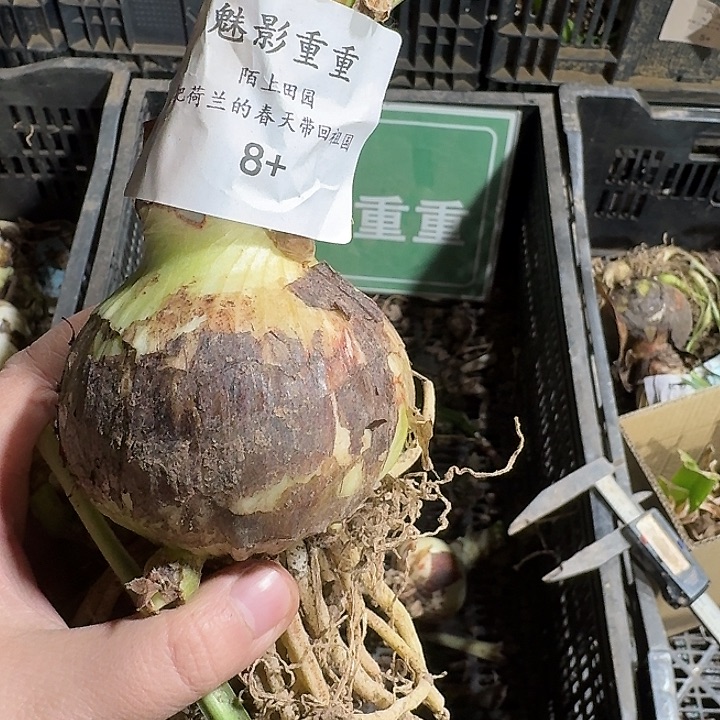 魅影重重8厘米开花球