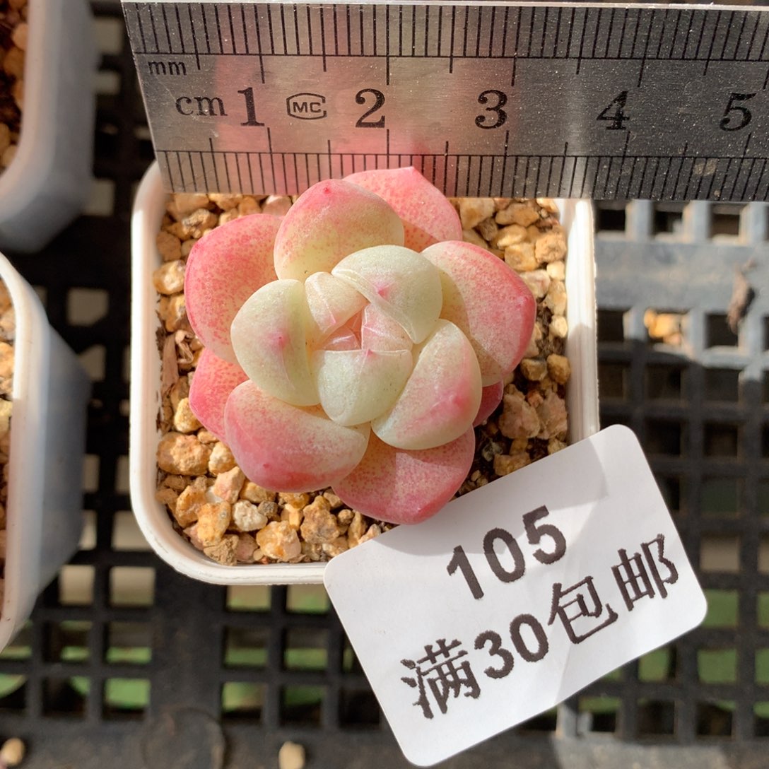105。小脸粉糖心冰玉。满30包邮。