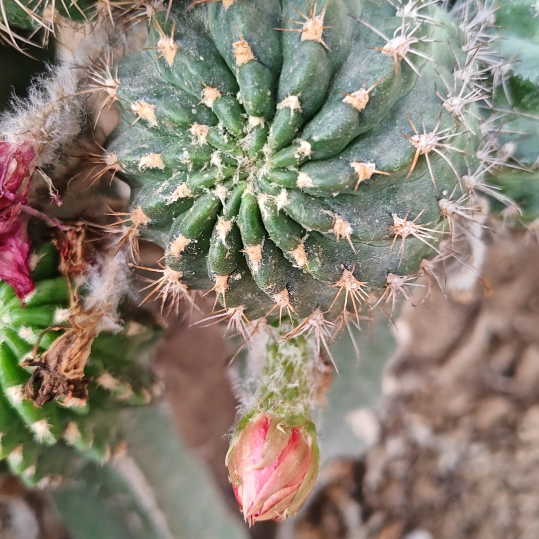 泰国丽花侧芽bif6厘米多福