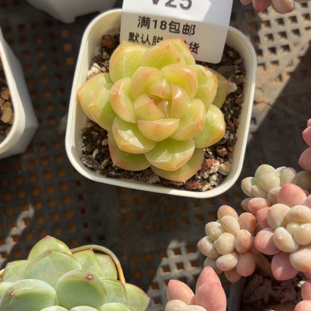 ****猫东篱下多肉植物哈哈哈25