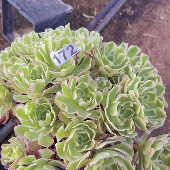 晓***多肉植物一个白凤
