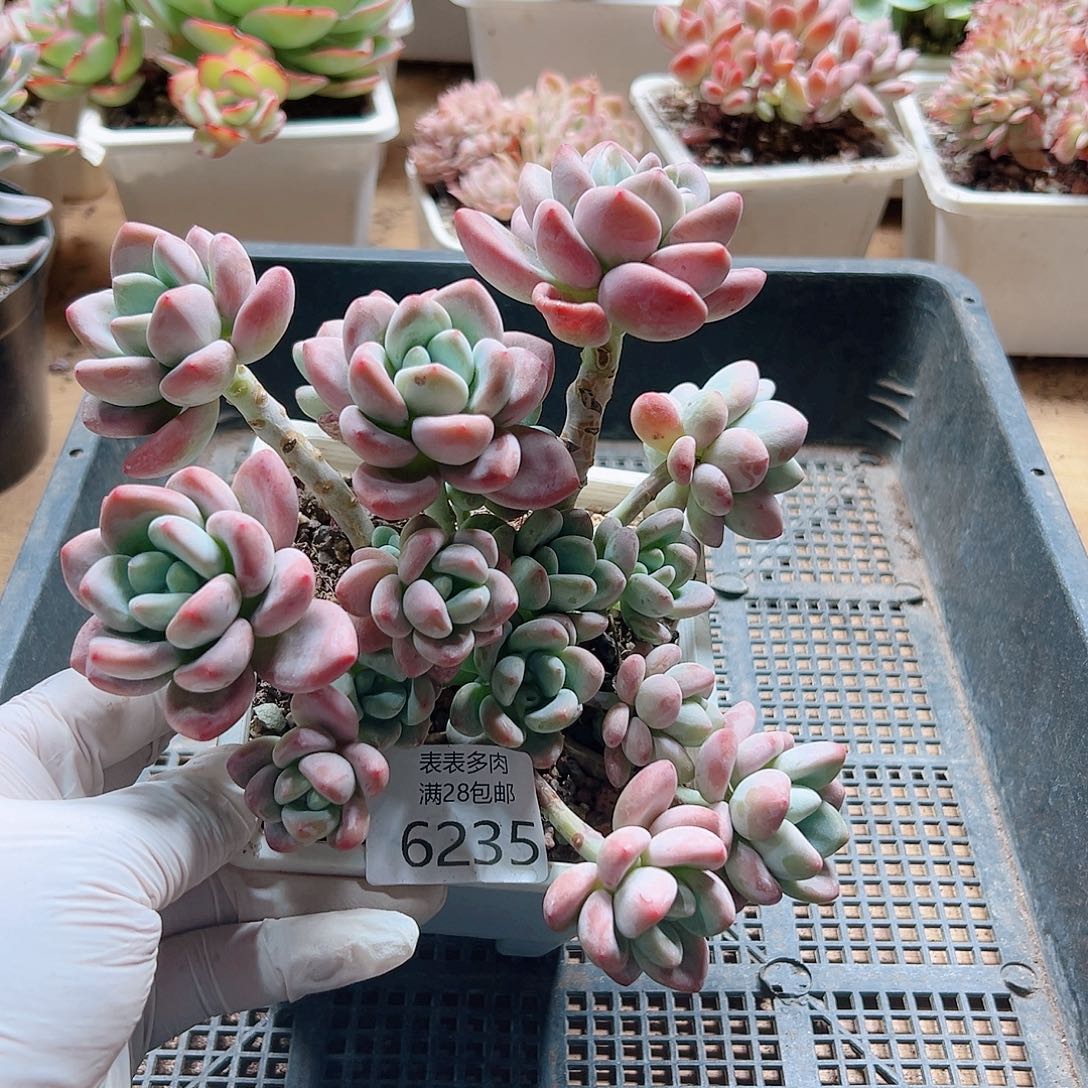 多肉一物一拍6235