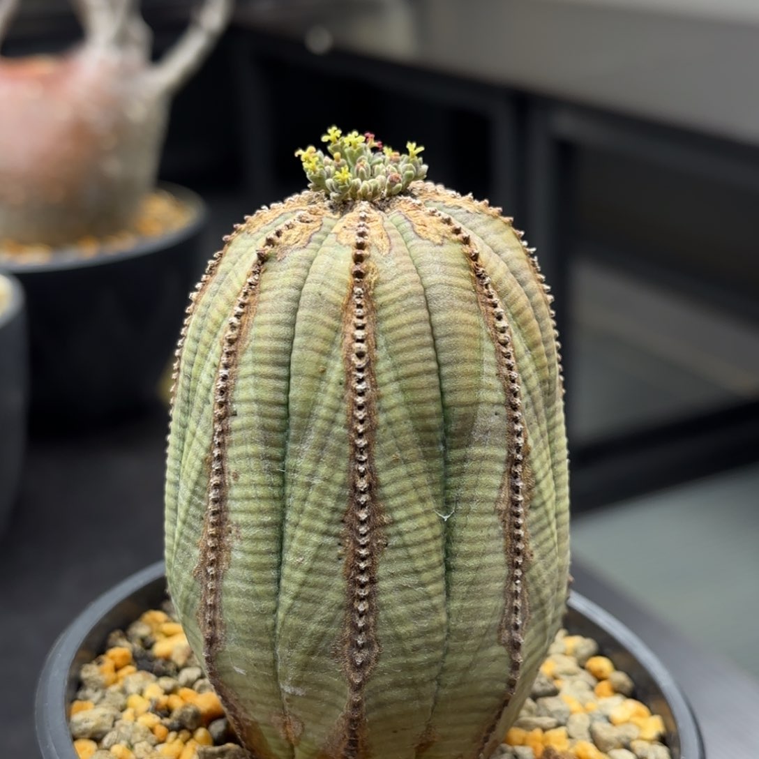 实生布纹球带盆包邮