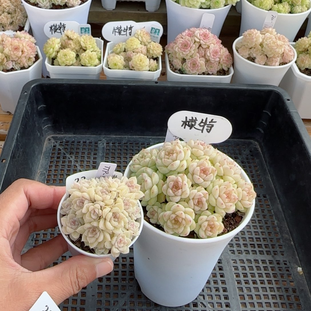 【闪购商品】0303-22（ttp-114）