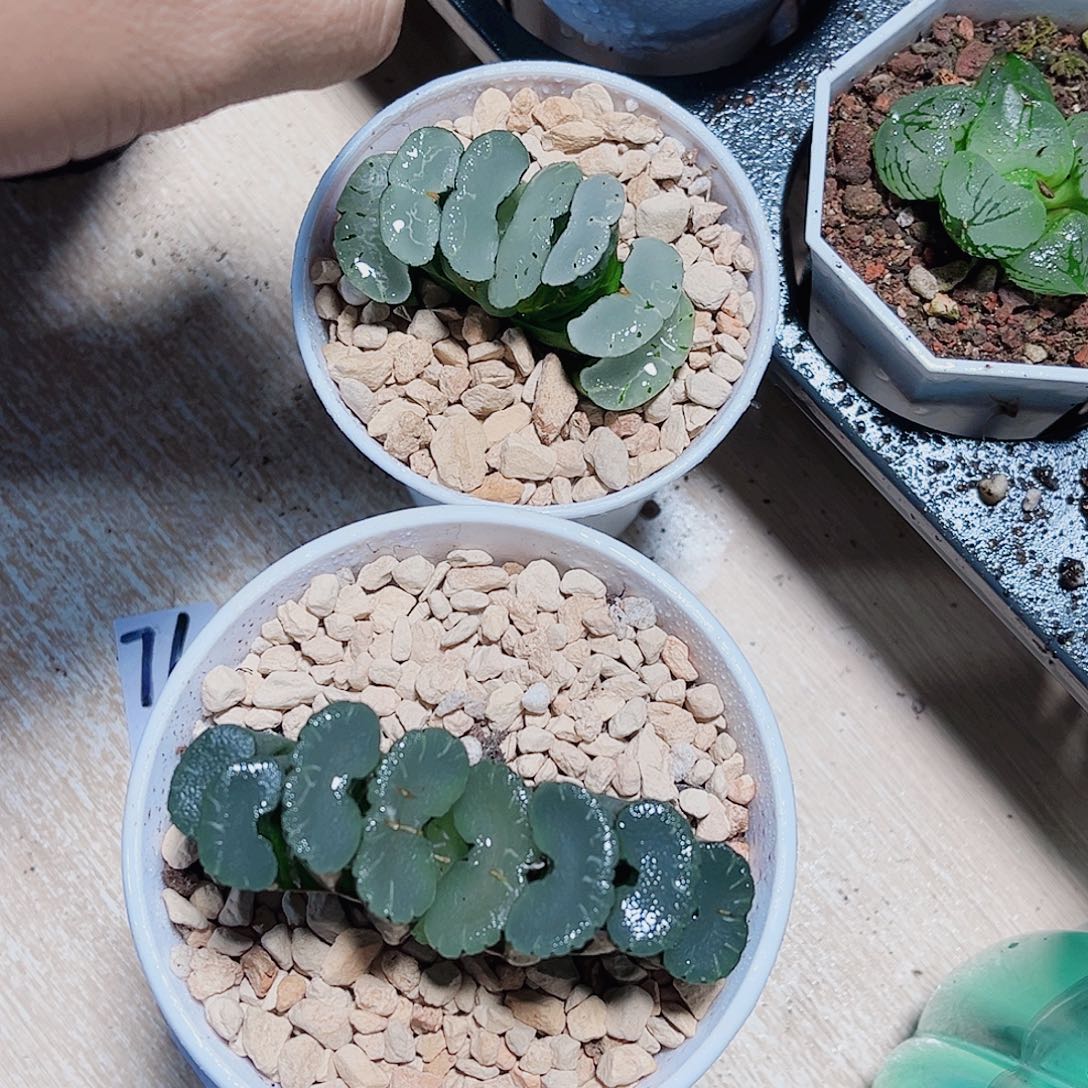 两个玉扇都是精品