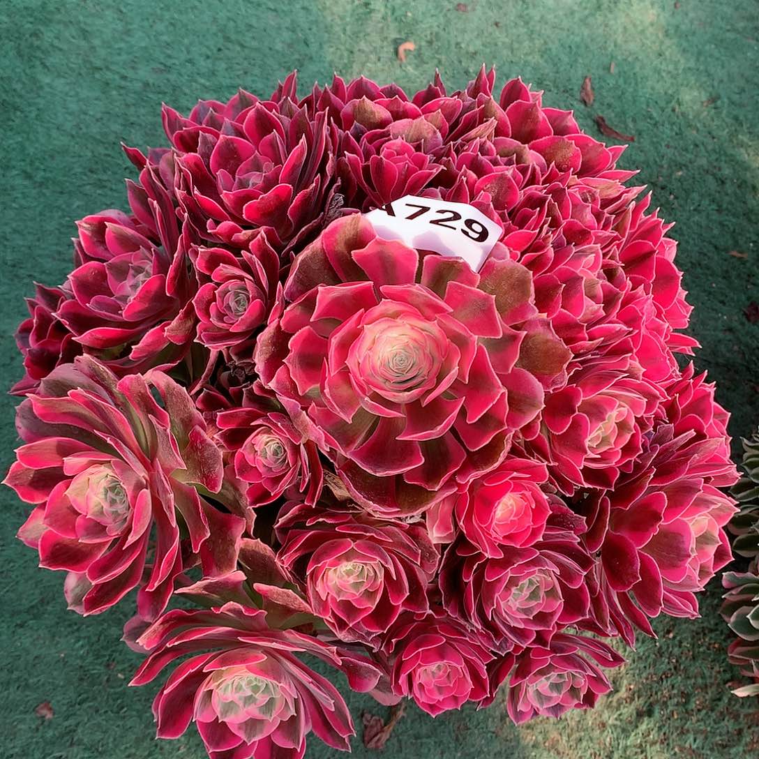 729.粉女郎多肉植物