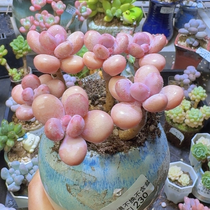 230 糖果桃蛋10 厘米