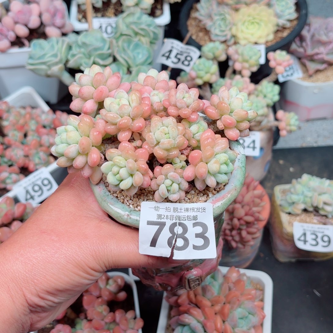 鱼子酱老桩多肉多肉