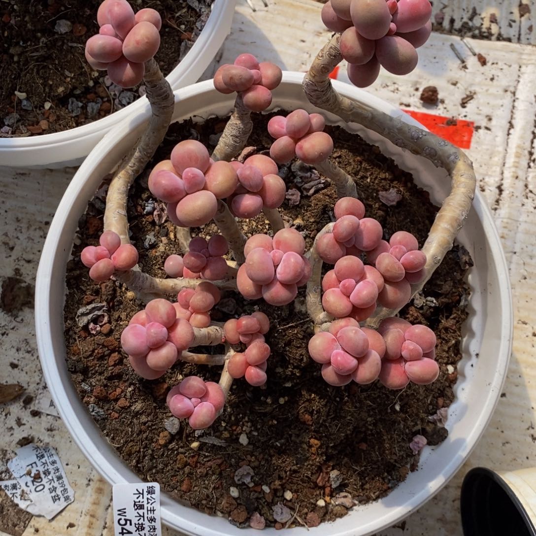 腰子桃蛋541/10c m