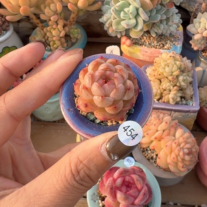 454 多肉含盆土30元包邮除偏远地区