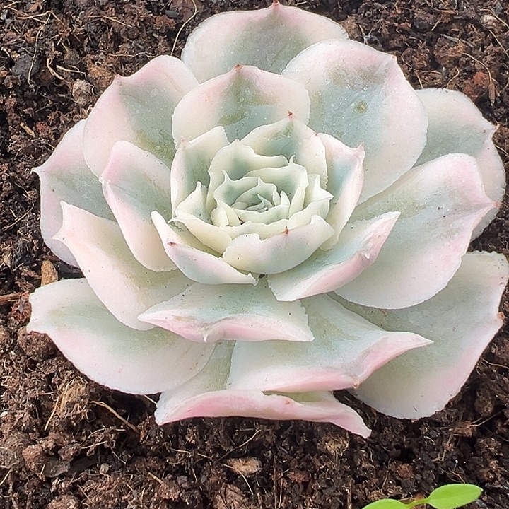 蓝丝绒锦多肉植物