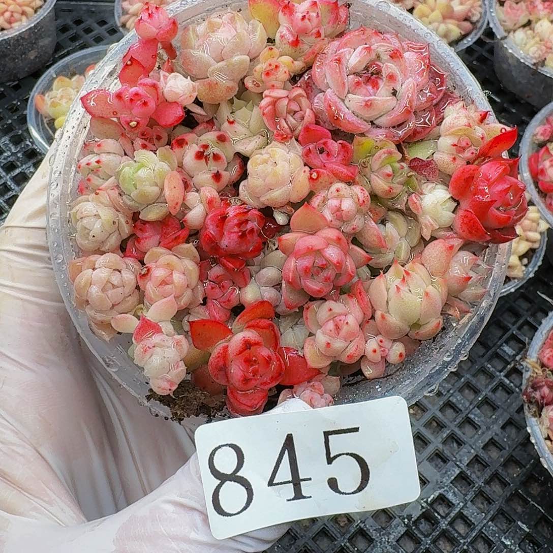 多肉植物多肉植物845