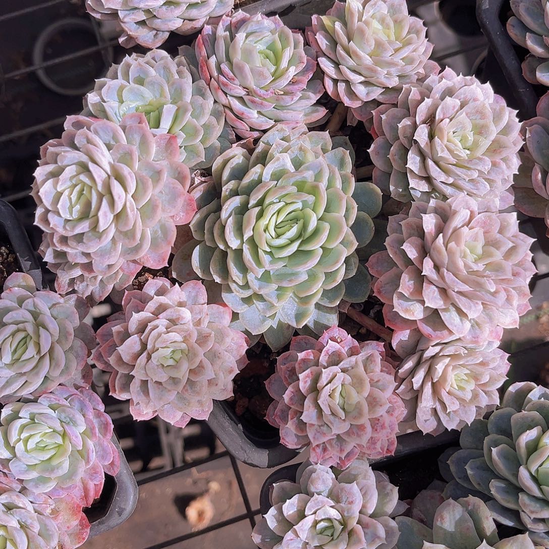 17公分泡泡莎9999999999998