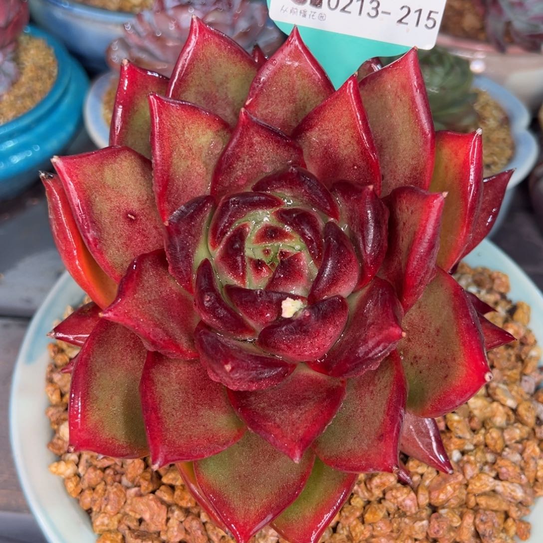 从前慢多肉精选编号0213.215