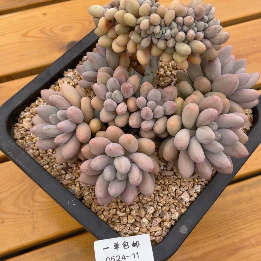 0524-11-汤圆缀化。。。。。