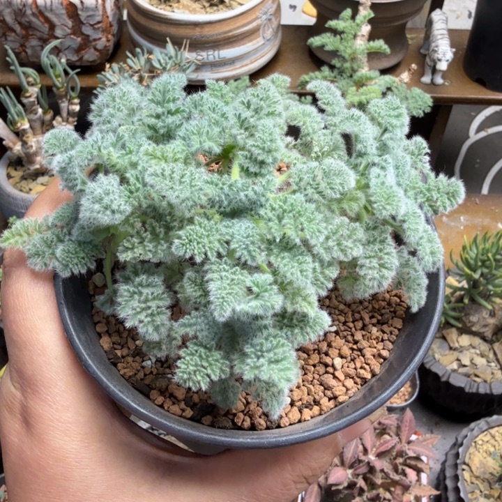 羽叶洋葵（满28包邮）
