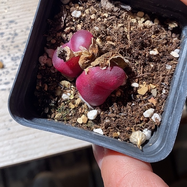 叮***当29349。    一颗。 带盆。 