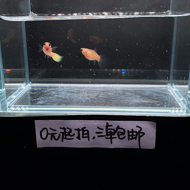 孔雀鱼黄金玻璃猫一对