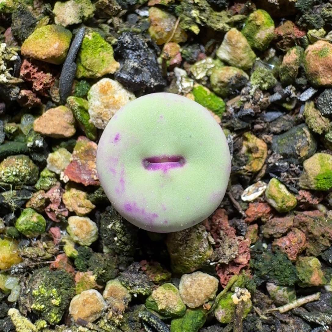 0526-01小红嘴肉锥