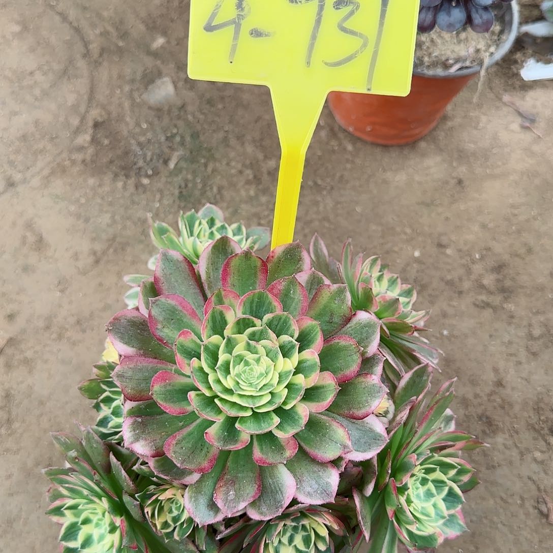 4-731---海王多肉植物