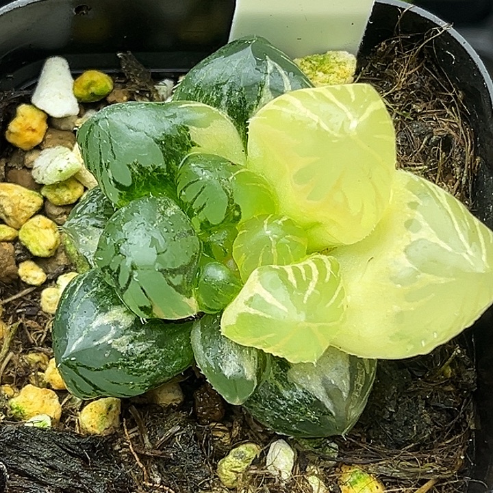 109大窗龙爪玉露锦