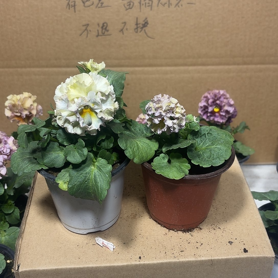完全开放星星aaaaaa