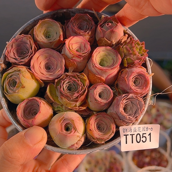 TT051。玫瑰混铁桶。 