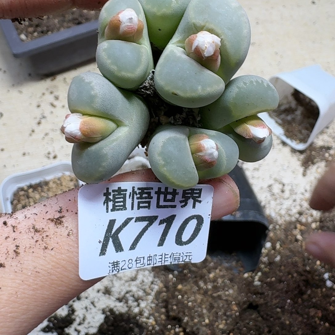 的植物的动作ghjkk