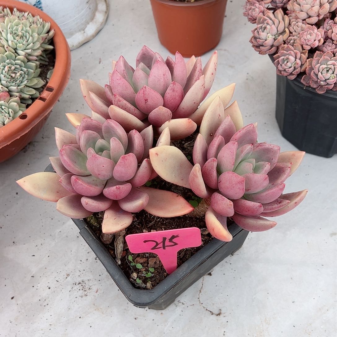 热*式215桃花源多肉植物