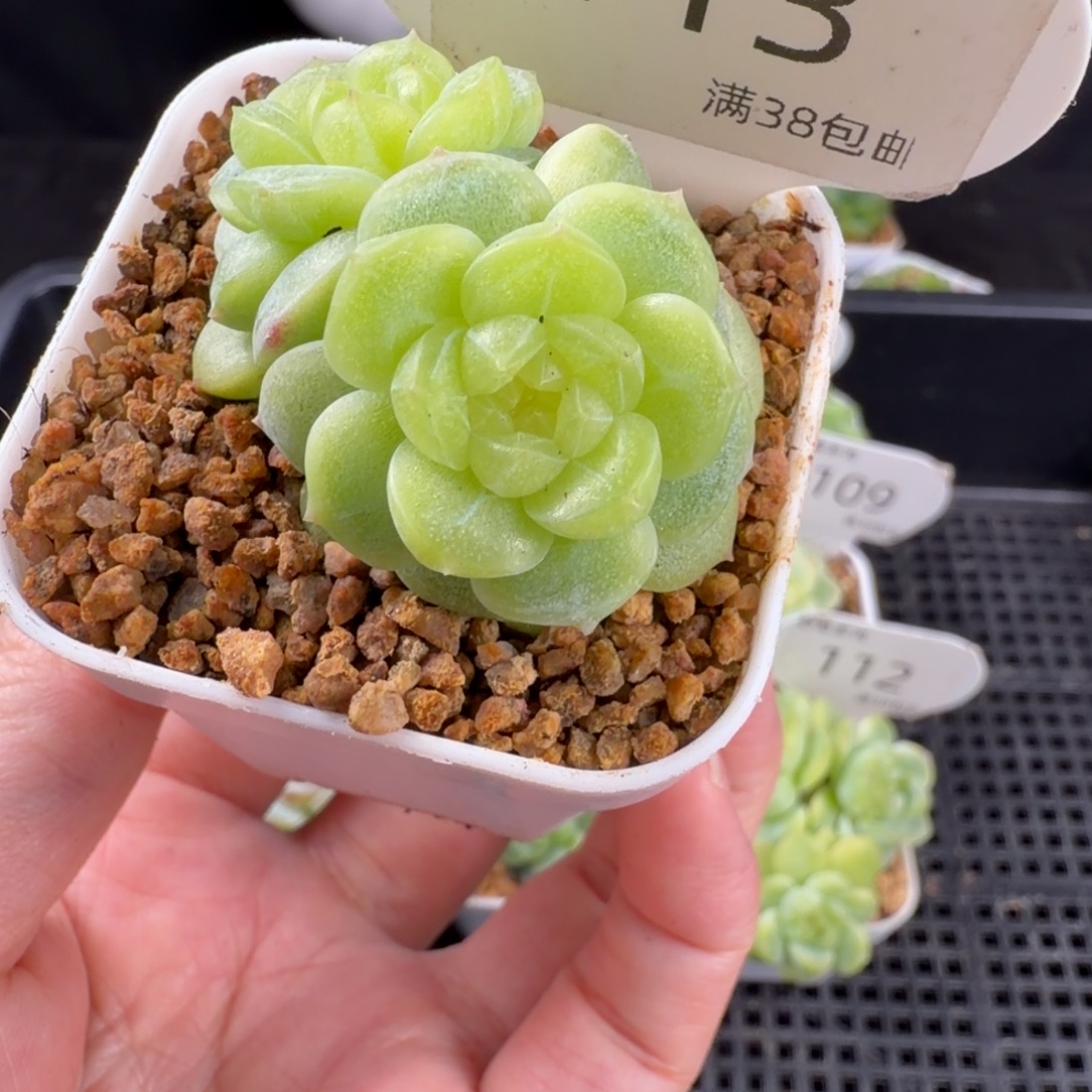 新品珍妮双头113号